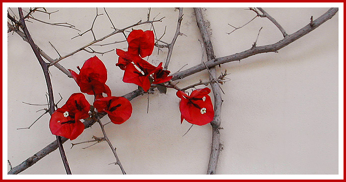  bedroom and I came across this gorgeous flowers japanese flowers