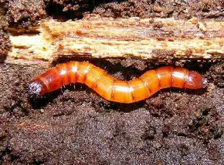 A pattanóbogár (Agriotes sp.) lárvája és imágója