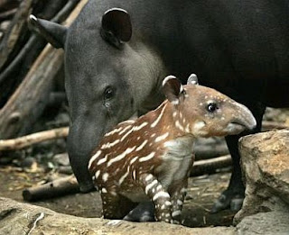 Animales Salvajes y sus Bebes