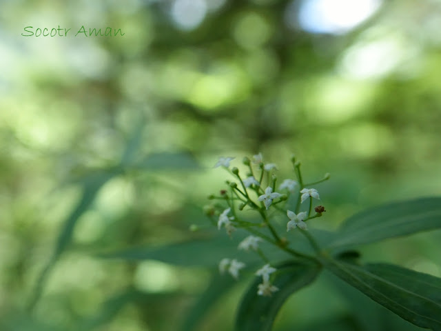 Galium kinuta