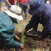 Agro Rural instala más de 8,500 plantones forestales con fines productivos en La Libertad