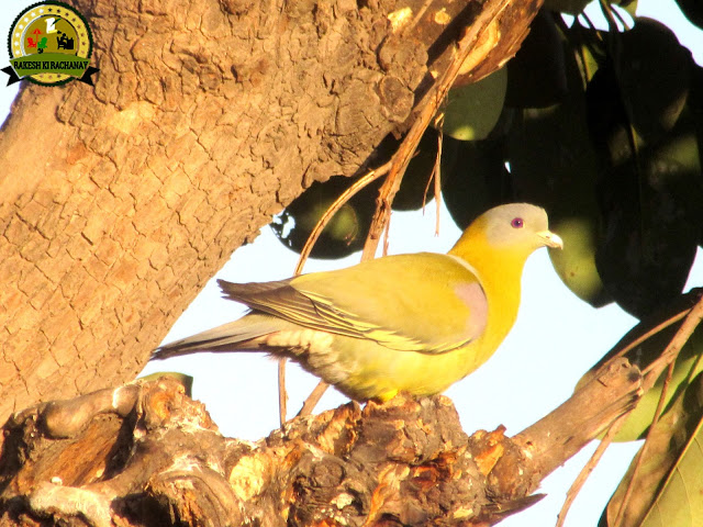 Yellow-footed green pigeon