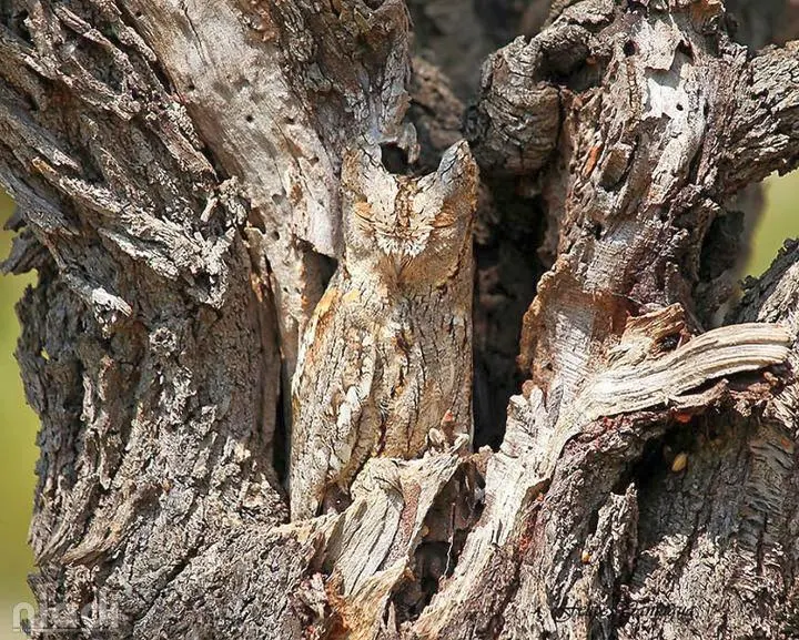 Burung Hantu si hewan yang bisa menyamar