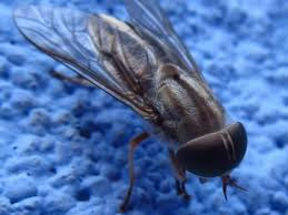 Housefly