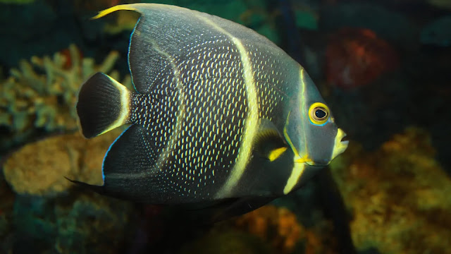 French Angelfish