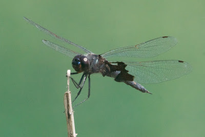 Black Saddlebags (Tramea lacerata)