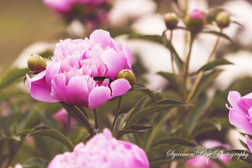 sycamoreLane Photography-peony-4