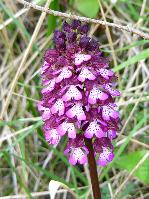 Lady Orchid Orchis purpurea, Indre et Loire, France. Photo by Loire Valley Time Travel.