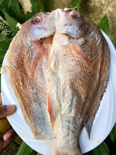 Kakap Bakar Bumbu Bali Ikan Kakap Merah Bakar Bumbu By Indrajied Resep Masakan 2 Buah Ikan Segar Ikan Kuwe Gurame Bawal Kerapu Kakap Merah Kakap Putih Nila Bandeng Ikan