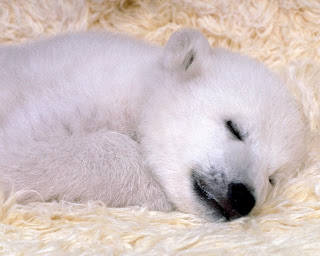 fotos tiernas de cachorros