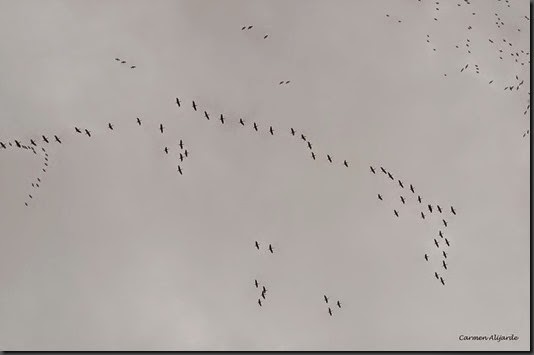 cielo vuelo 