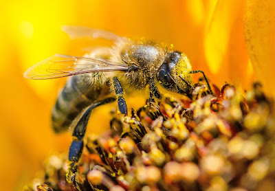 Photo of Bee by Guilherme Stecanella on Unsplash