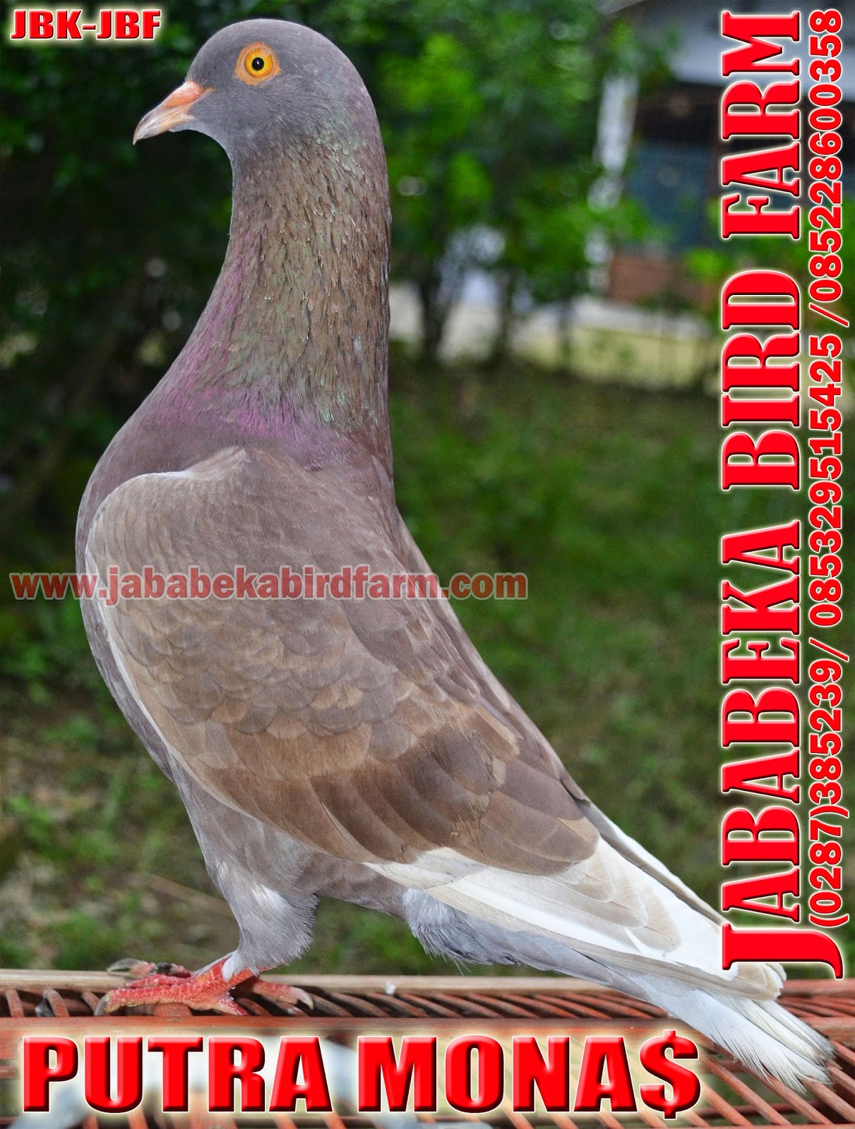 085228600358 085329515425 Burung Merpati Indonesia Kolongan