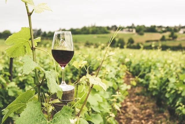 Історія вина: як воно виникло та еволюціонувало на протязі століть