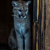 Florida Panther