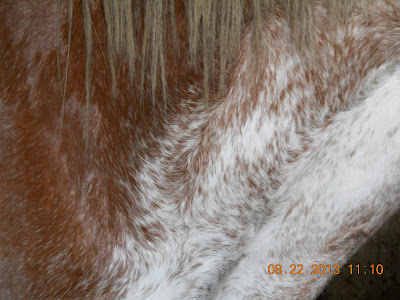 White swirling/roaning on sabino Clydesdale