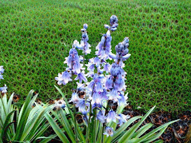 Hyacinth - first dream