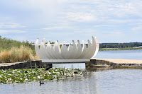 Lotus Flower at Lake Wendouree