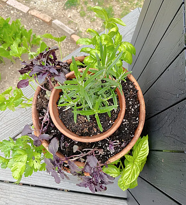 top view of planter with herbs