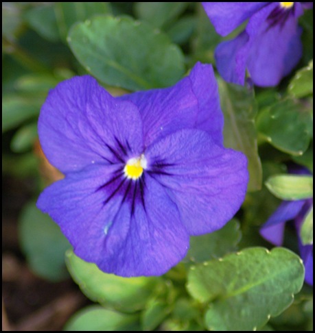 purple pansies