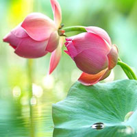 WOW Alluring Lotus Land Escape