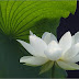 Feng  Shui : Lotus  Touts
