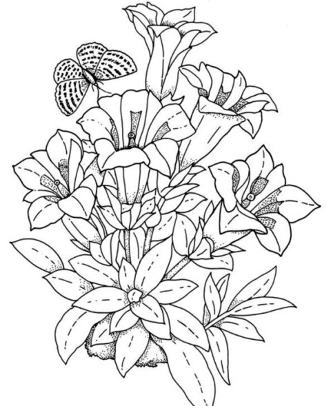 Drawings Of Different Types Of Flowers