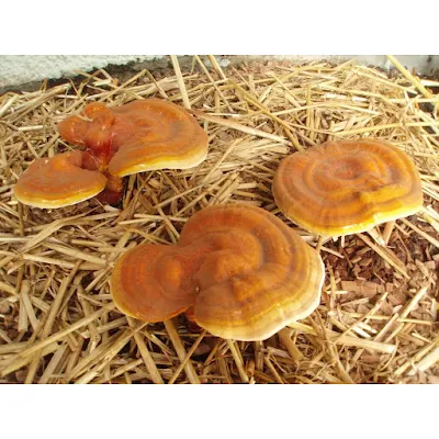 Ganoderma Mushroom Company in Latur