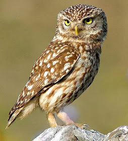 Indian birds - Picture of Little owl - Athene noctua
