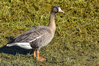 Wildlifefotografie Blässgänse Olaf Kerber