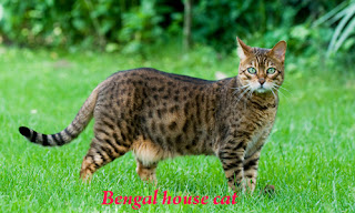 View of Bengal house cat