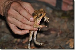 Cane Toad