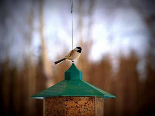 ¿Las aves son inteligentes?