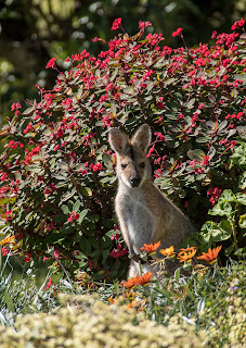 wallaby