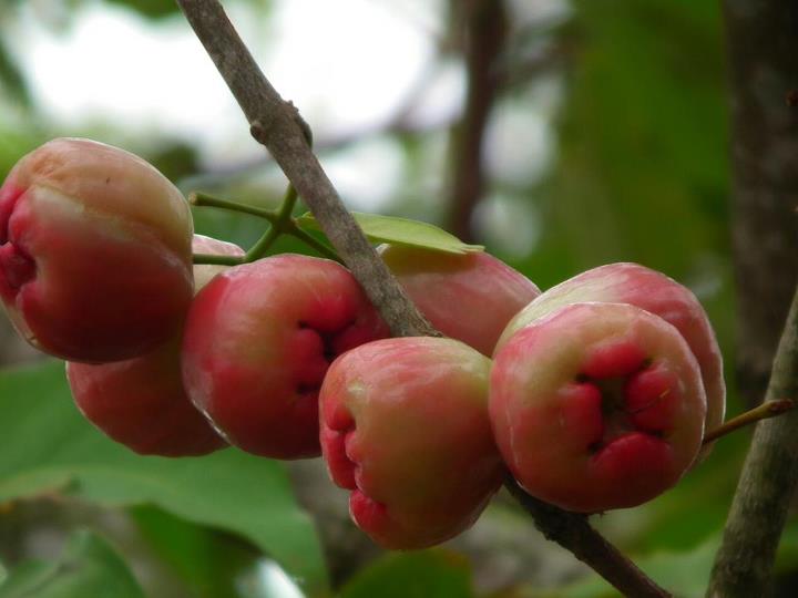 MANFAAT BUAH JAMBU AIR BAGI KESEHATAN TUBUH