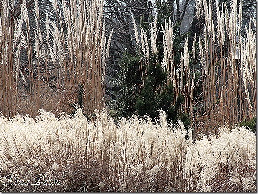 FallGrass2_Dec2