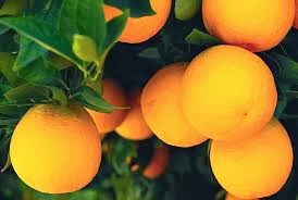 Ν.Μωραΐτης: Εξευτελιστική τιμή για τα επιτραπέζια και χυμοποιήσιμα πορτοκάλια Ν. Αρτας.