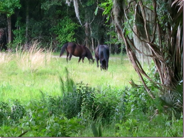 HorsesIMG_3077