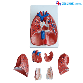 Jual Torso Organ Tubuh Tenggorokan Hati Dan Paru