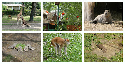 Un fin de semana en Győr: croquis de animales del zoo