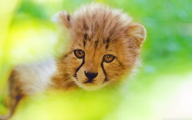 Cute Cheetah Cub wallpaper.