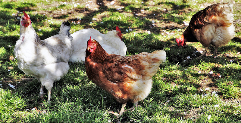  Prendre soin des pattes des poules