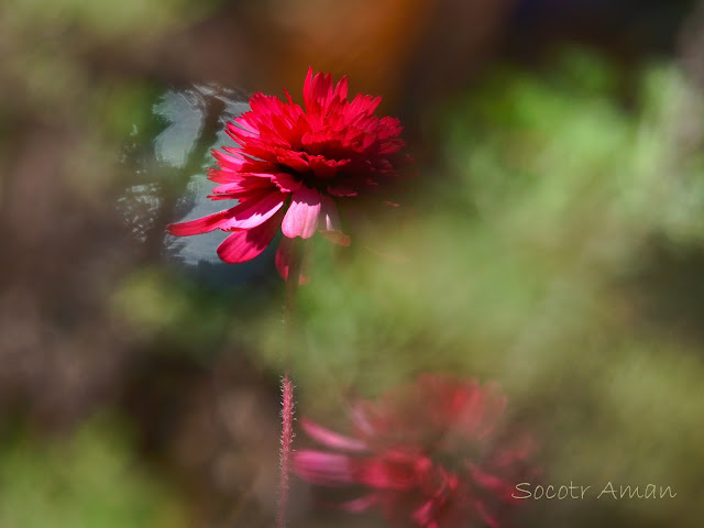 Echinacea purpurea