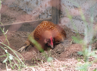 hen taking a dust bath