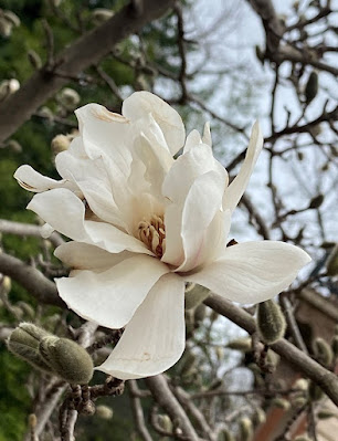 Magnolia × loebneri 'Merrill'