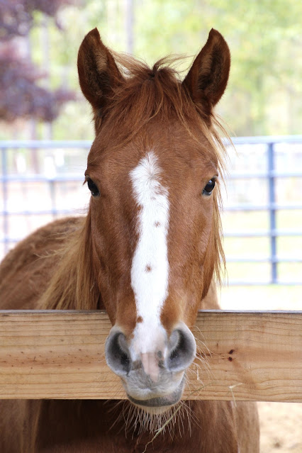 Wild Horse from Nevada rescued by Mustang Mission