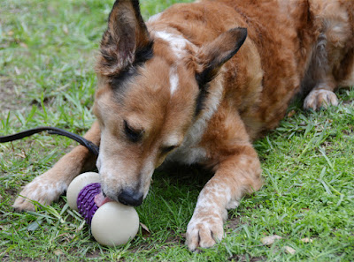 durable nylon chew toy