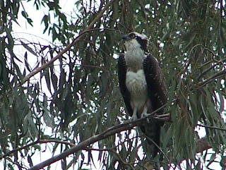 Immature Osprey at Tewinkle Park