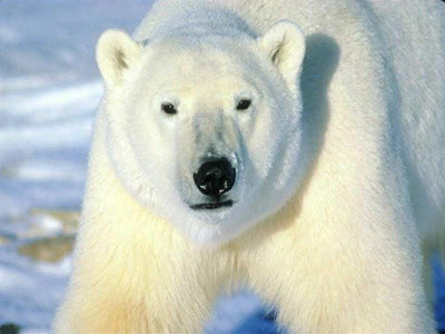 Polar Bear