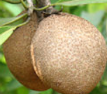 Sapodilla